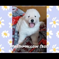 German Shepherd (Alsatian)