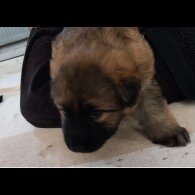 German Shepherd (Alsatian)