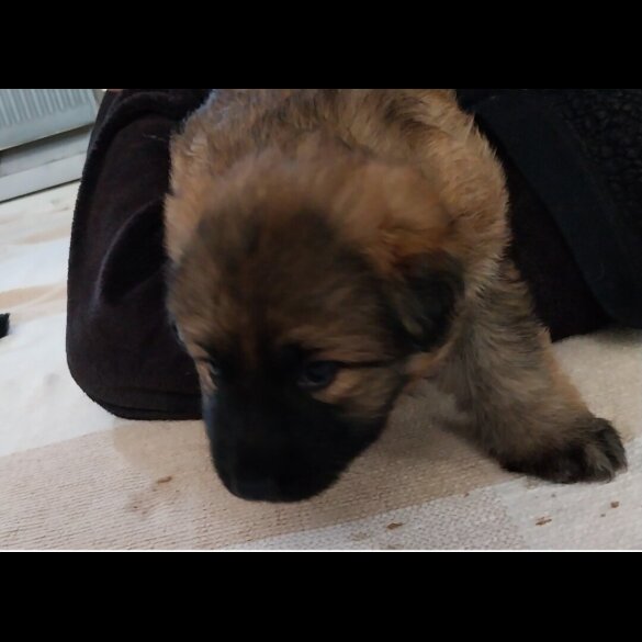 German Shepherd (Alsatian)