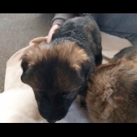 German Shepherd (Alsatian)