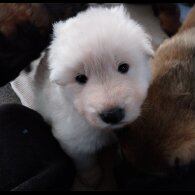 German Shepherd (Alsatian)