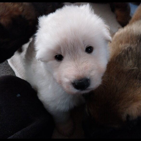 German Shepherd (Alsatian)