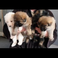 German Shepherd (Alsatian)