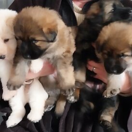 German Shepherd (Alsatian)