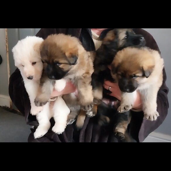 German Shepherd (Alsatian)