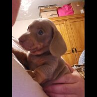 Dachshund (Miniature Smooth Haired)