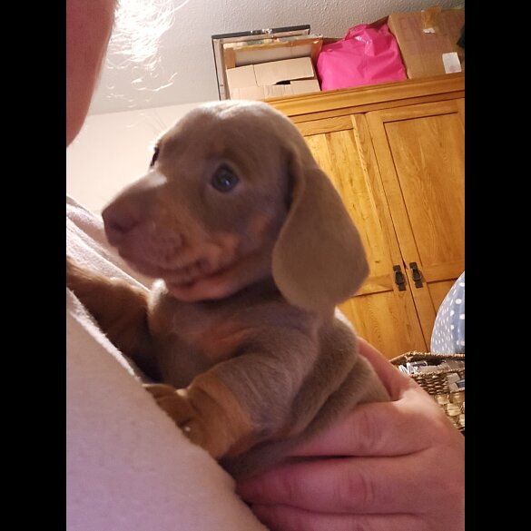 Dachshund (Miniature Smooth Haired)