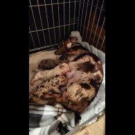 Dachshund (Miniature Smooth Haired)