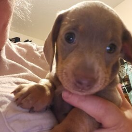 Dachshund (Miniature Smooth Haired)