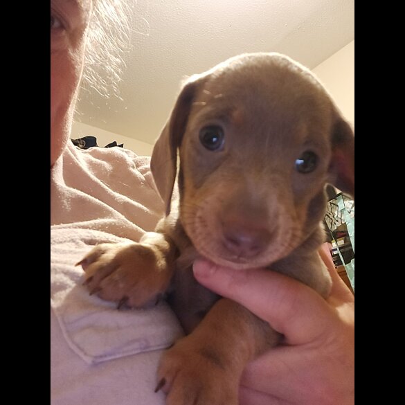 Dachshund (Miniature Smooth Haired)