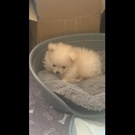 Pomeranian