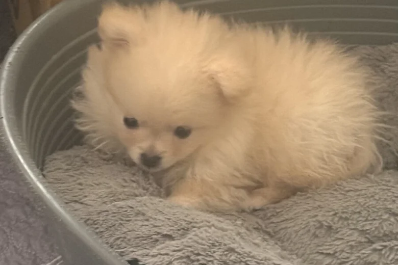 Pomeranian