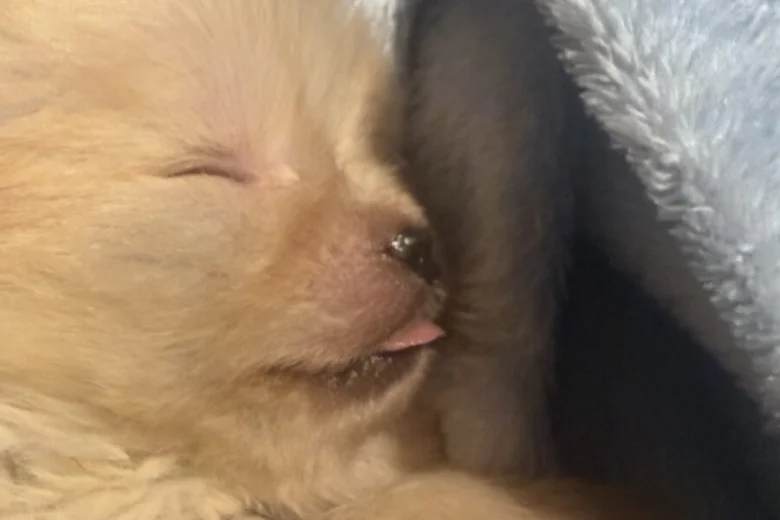 Pomeranian