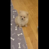 Pomeranian
