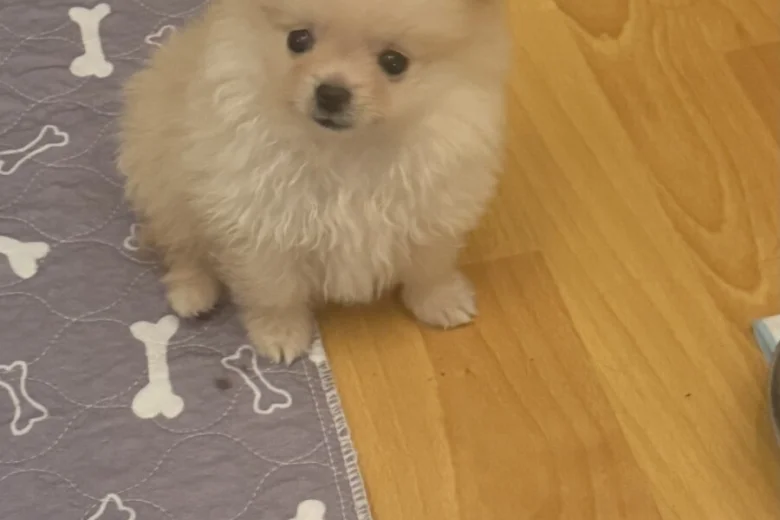 Pomeranian