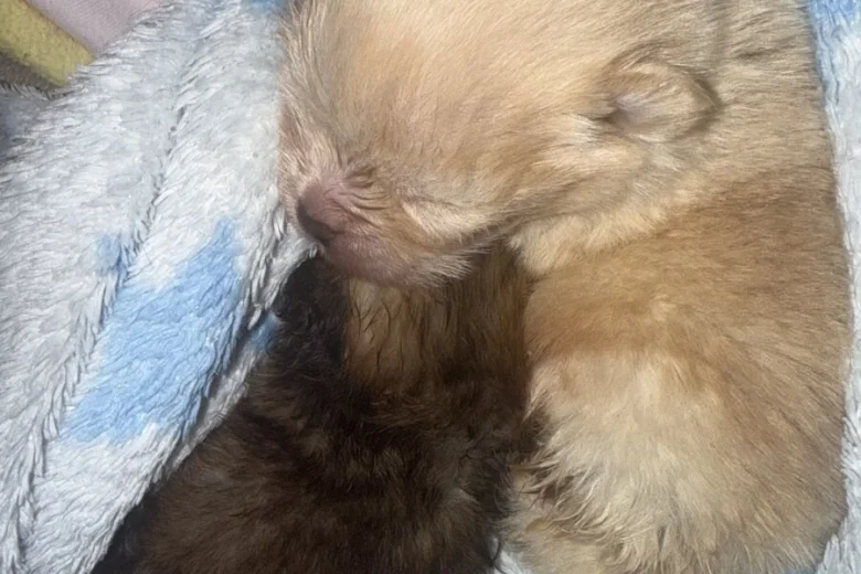 Pomeranian