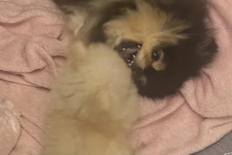 Pomeranian