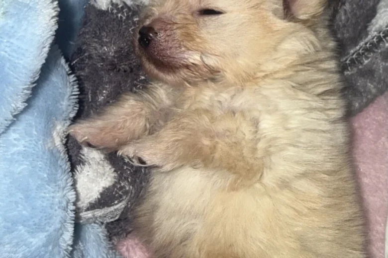 Pomeranian