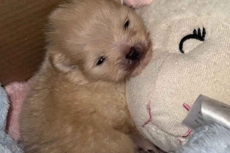 Pomeranian