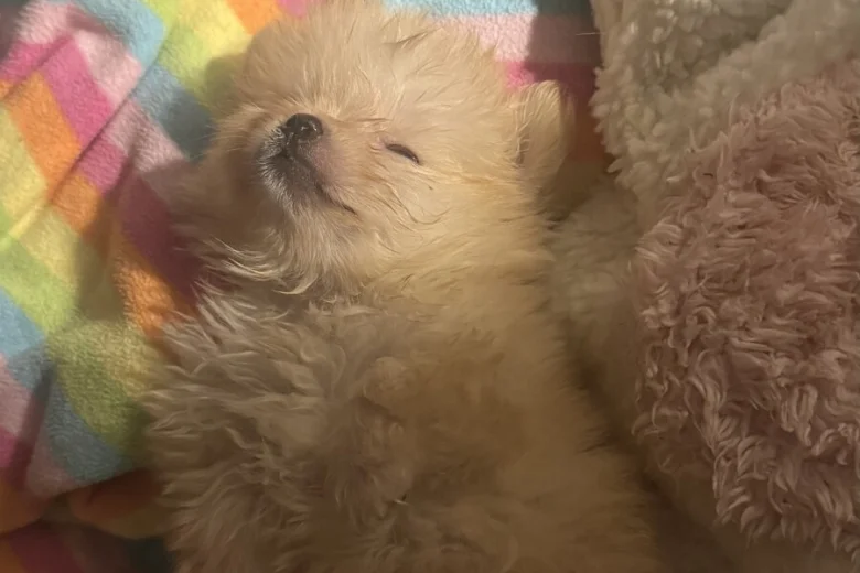 Pomeranian
