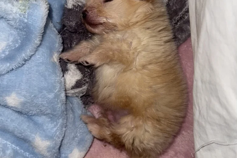 Pomeranian