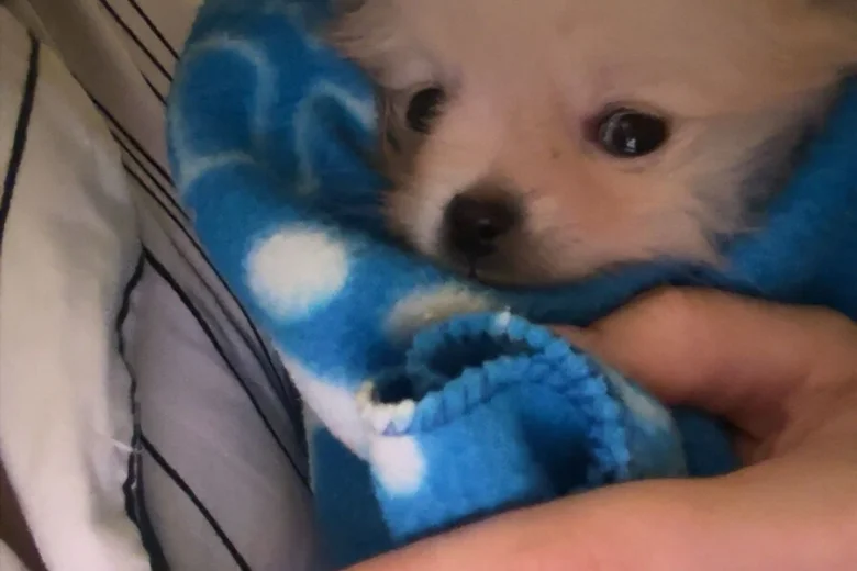 Pomeranian