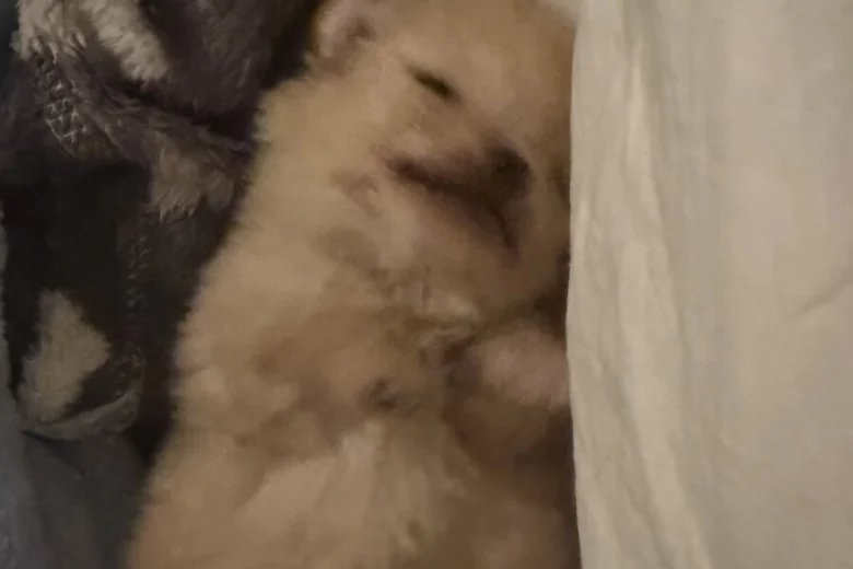 Pomeranian