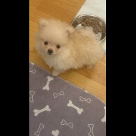 Pomeranian