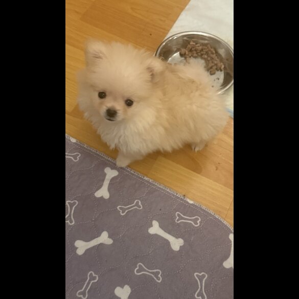 Pomeranian
