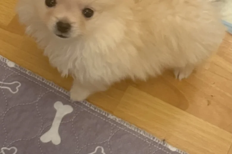 Pomeranian