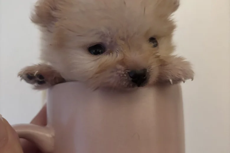 Pomeranian