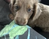 Dachshund (Long Haired)