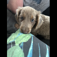 Dachshund (Long Haired)