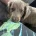 Dachshund (Long Haired)