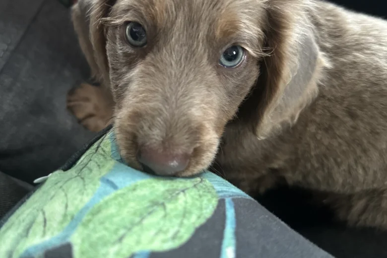 Dachshund (Long Haired)