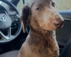 Dachshund (Long Haired)