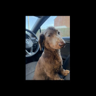 Dachshund (Long Haired)