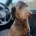 Dachshund (Long Haired)