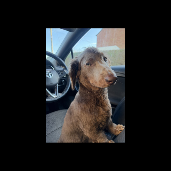 Dachshund (Long Haired)