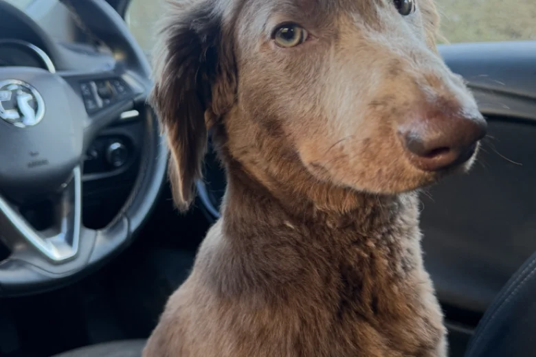 Dachshund (Long Haired)