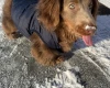 Dachshund (Long Haired)