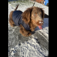 Dachshund (Long Haired)