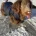 Dachshund (Long Haired)