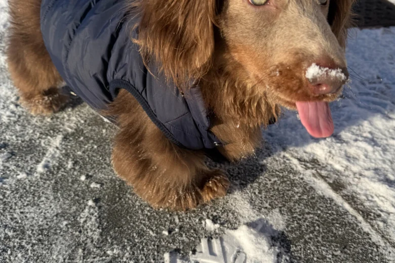 Dachshund (Long Haired)