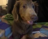Dachshund (Long Haired)
