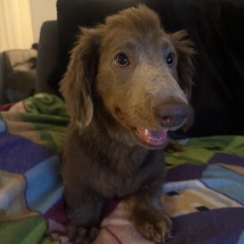Dachshund (Long Haired)