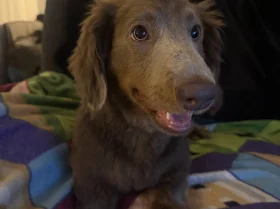 Dachshund (Long Haired)