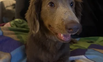 Dachshund (Long Haired)