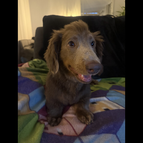 Dachshund (Long Haired)