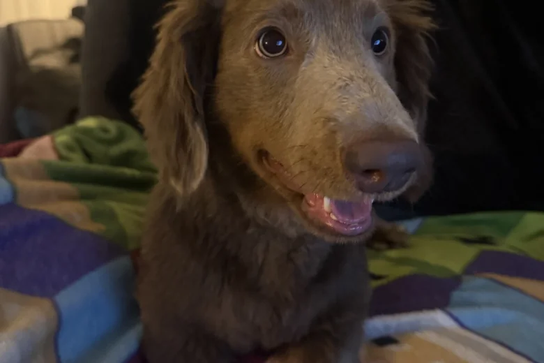 Dachshund (Long Haired)